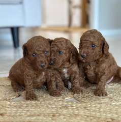 Toy Cavoodle Puppies 