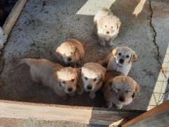 Puppies