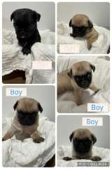 Purebred Pug Puppies