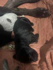 German shorthair pointer puppy’s 