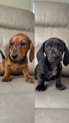 2 LEFT ! Assorted dachshunds ready NOW ! 