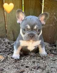 Purebred French Bulldog puppies