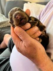 Miniature Dachshund Puppies 