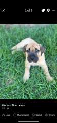 Boerboels pups