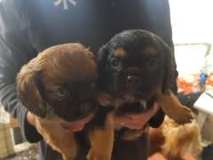 Cute Pugalier ( Pug x Cavalier King Charlse Spaniel) Puppies