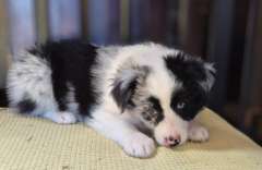 Border Collie Puppies