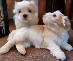 LHASA APSO Puppies 