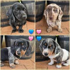 Miniature Dachshund Puppies - Purebred