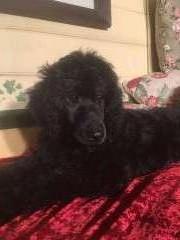 Gorgeous Standard/Moyen Poodle puppies