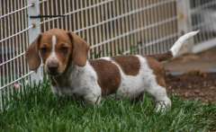 Piebald Miniature Dachshund