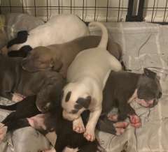 6 STAFFY X GREAT DANE PUPPIES 