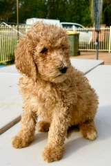 Gorgeous Purebred Standard Poodles 