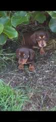 Smooth haired Choc n Tan mini Dachshund pups