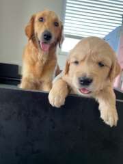 Purebred Golden Retriever puppies 