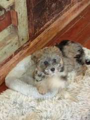 CHINESE CRESTED  POWDERPUFF AND HAIRY HAIRLESS BABIES 