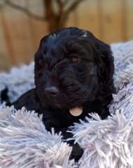 Adorable Mini Spoodles ready for their forever homes 