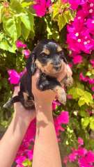 Longhaired purebred miniature dachshunds