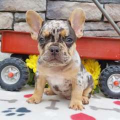 FRENCH BULLDOG PUPPIES FOR SALE 