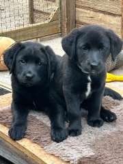 Labrador x Boarder Collie pups