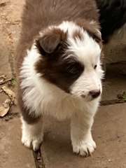 PURE BRED BORDER COLLIE PUPS 